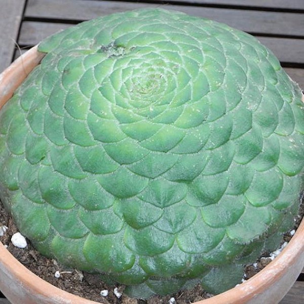 flat-topped aeonium